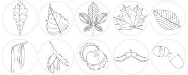 riesenstempel-blaetter-10-stueck